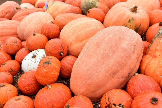 Cornucopia de la cosecha de otoño. Fruta de calabaza en la temporada de otoño para halloween y acción de gracias.