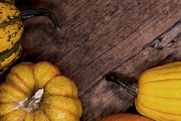 Cornucopia de la cosecha de otoño. Fruta de calabaza en la temporada de otoño para halloween y acción de gracias.