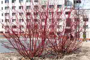 Foto cornus alba la planta con flores blancas de corteza roja o de leña siberiana en primavera