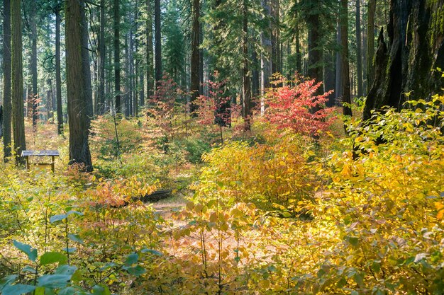 Cornus brilhantemente colorido cobrindo toda a floresta em um dia ensolarado de outono Calaveras Big Trees State Park California