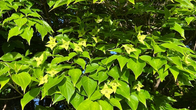 Foto cornus kousa cornejo