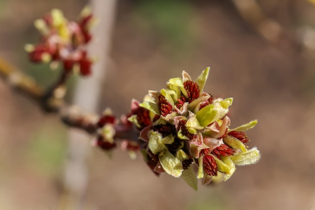 Cornus officinalis