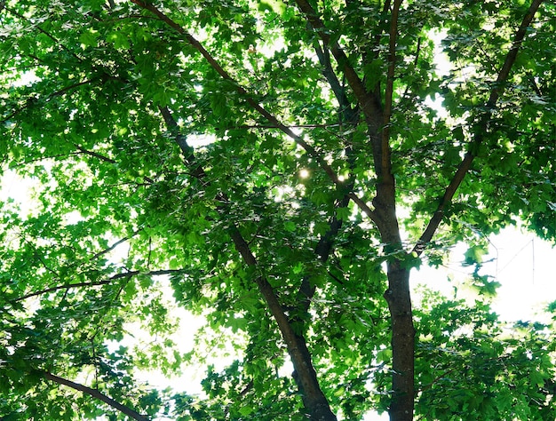 Coroa da árvore de verão com fundo contraluz