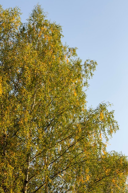 Coroa de bétula com folhas amarelas contra a árvore de outono de céu azul