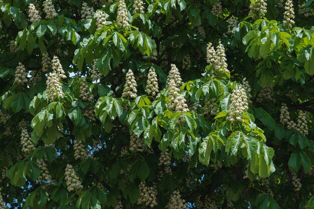 Foto coroa de castanha com folhas verdes e flores brancas