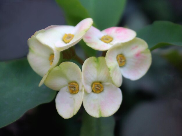 Foto coroa de espinhos amarela_planta euphorbia milii