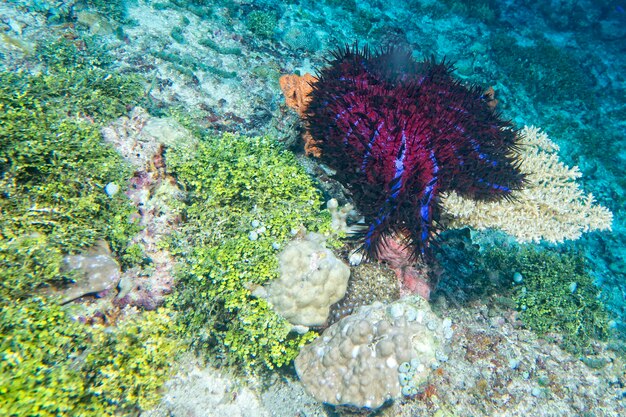 Foto coroa de espinhos de estrela-do-mar