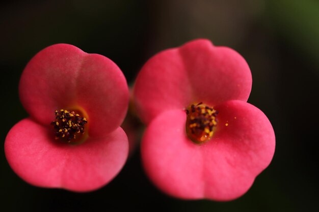 Coroa de espinhos rosa flor na textura