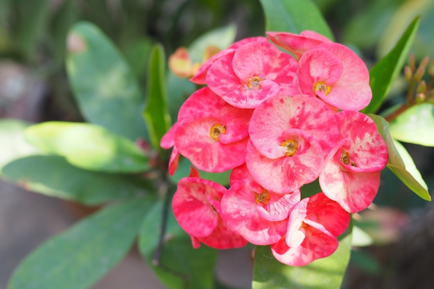 Coroa de flores de espinhos ou poi sian flores no jardim