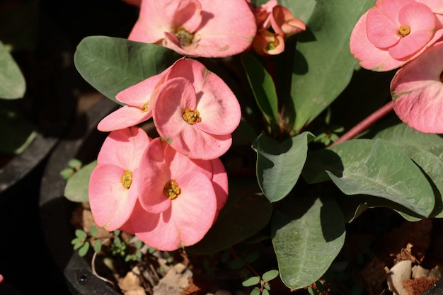 Coroa de flores de espinhos