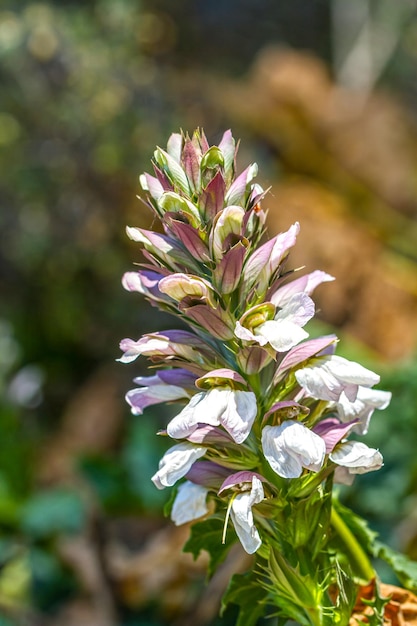 Coroa de flores de uma planta em um jardim botânico