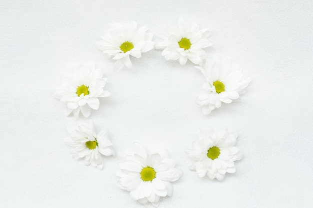 Coroa de margaridas em fundo branco. flores herbera em um círculo. decoração floral minimalista. conceito de espaço vazio