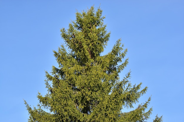 Coroa de um velho abeto contra o céu azul