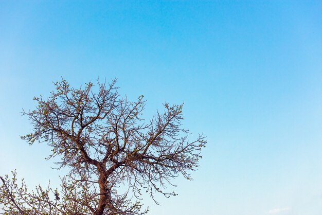 Coroa de uma árvore nua no fundo do céu