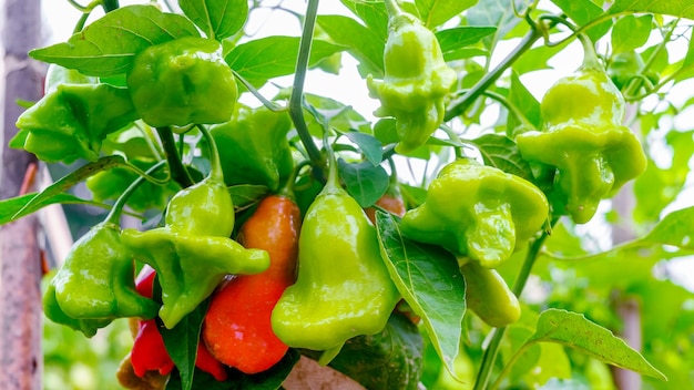 Coroa do bispo sino de natal ou chapéu coringa é uma pimenta uma cultivar da espécie Capsicum baccatum var pendulum