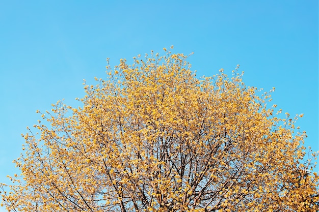 Coroa superior do fundo da árvore de outono