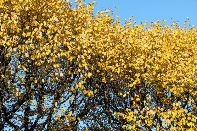 Coroas de árvores amarelas como plano de fundo ou textura