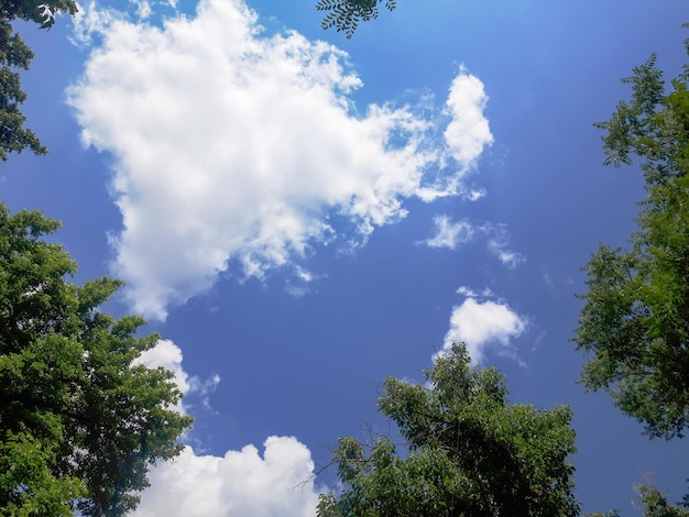 Coroas de árvores contra o fundo do céu com nuvens