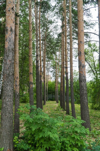 Coroas de árvores no dia ensolarado da floresta