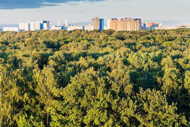 Coroas de árvores verdes e cidade no horizonte no verão