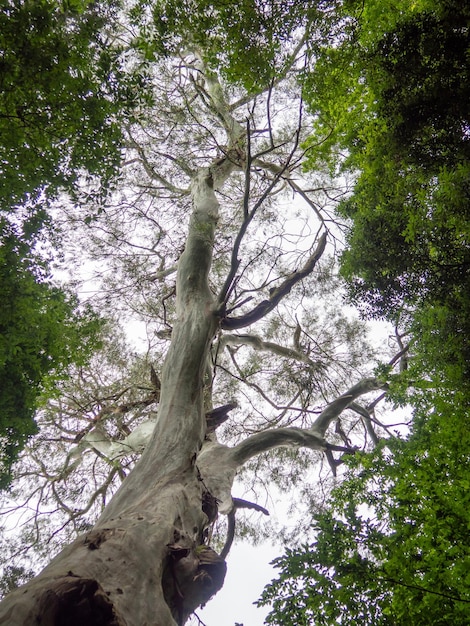 Foto coroas de grandes árvores de baixo para cima árvores contra o céu descanse deitado de costas