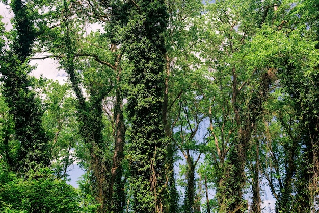 Coroas e troncos de árvores altas em uma densa floresta de folhas largas