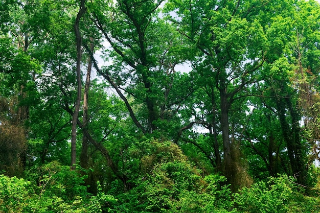 Coroas e troncos de árvores altas em uma floresta de lianas subtropical