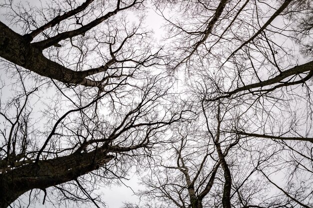 Coroas nuas e galhos desajeitados de enormes carvalhos crescendo no céu cinza pálido