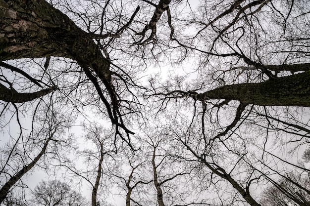 Coroas nuas e galhos desajeitados de enormes carvalhos crescendo no céu cinza pálido