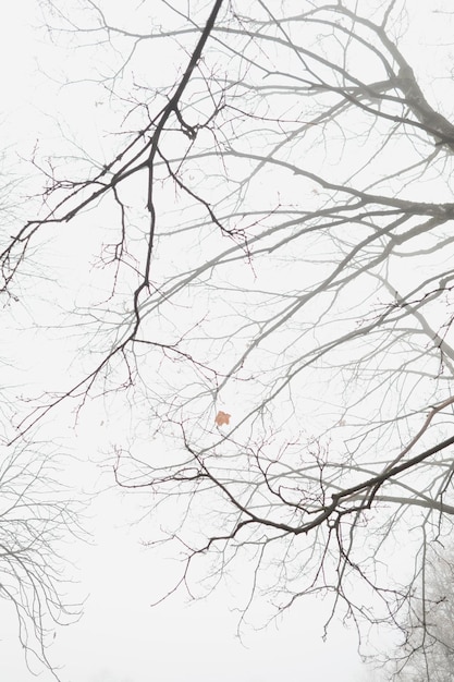 Corona de árbol sin hojas ramas desnudas a finales de otoño o invierno rama desnuda de árbol de otoño contra el ...