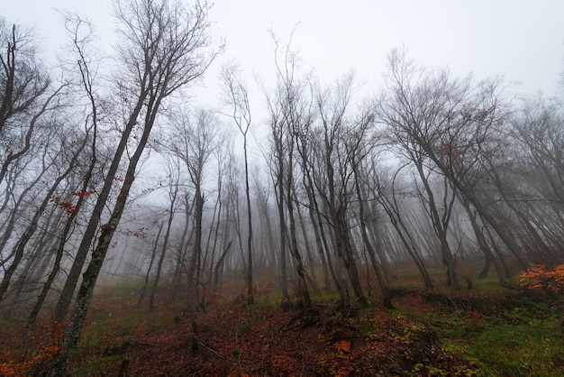 Foto corona de árboles desnudos en la niebla