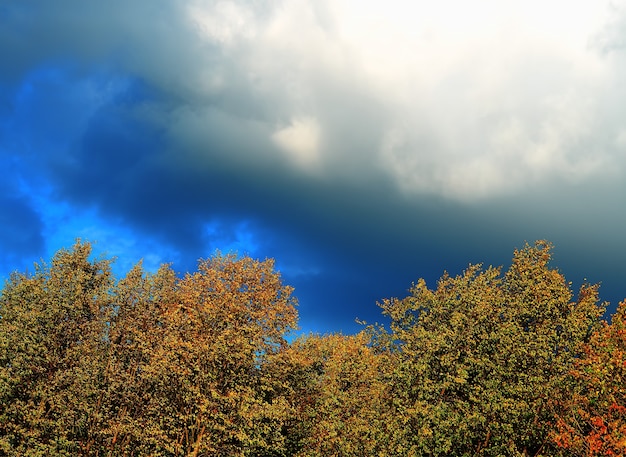 Foto corona de los árboles de otoño sobre el espectacular fondo de nubes