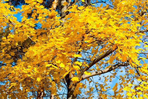 Corona de arce amarillo otoñal. Hojas amarillentas