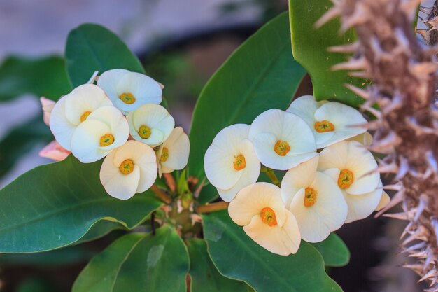 Corona de espinas flores