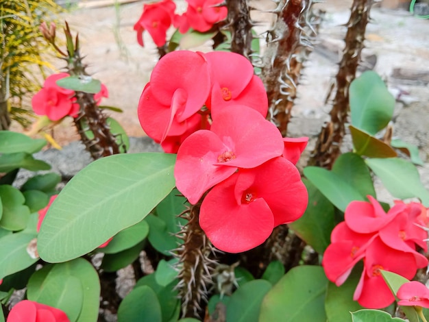 La corona de flores de espinas (Euphorbia milii). También conocida como planta de Cristo o espina de Cristo.