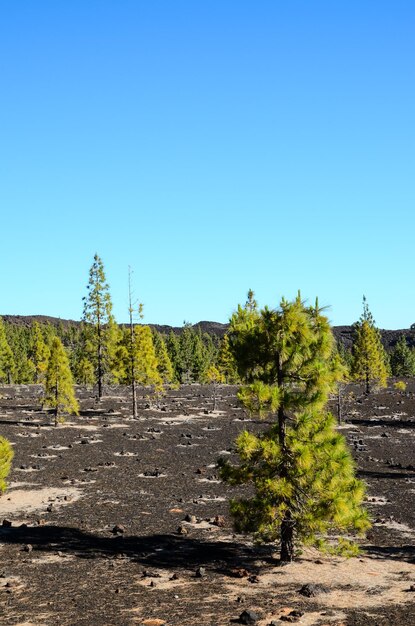 Corona Forestal no Parque Nacional do Teide Tenerife com Canary Pine