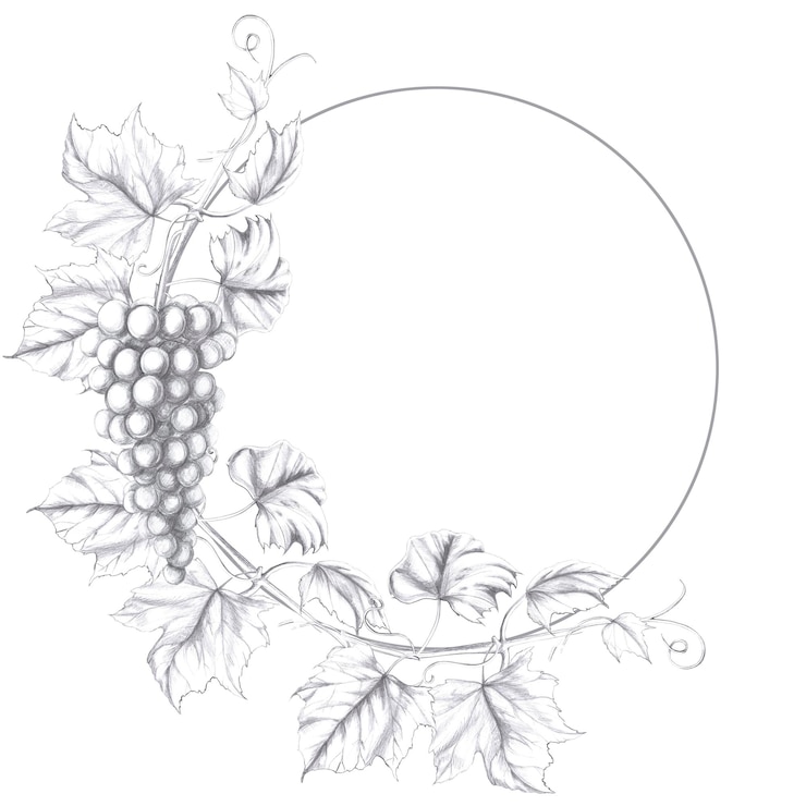 Foto corona de hojas de uva y racimo ilustración aislada a lápiz para el diseño en estilo realista para el diseño de menús libros de cocina diseño de interiores de restaurantes etiquetas de bebidas alcohólicas