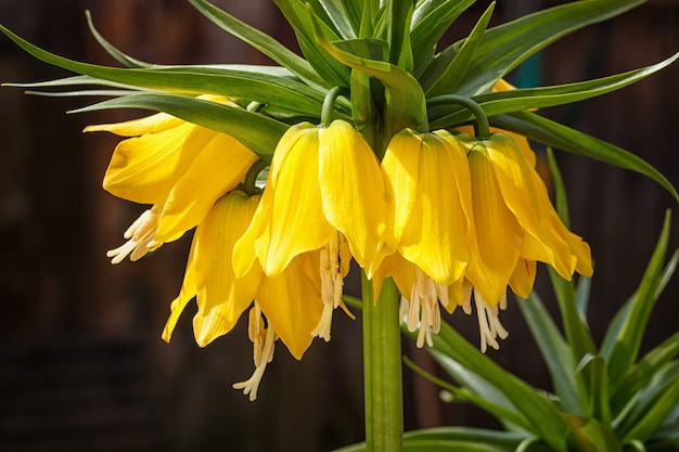 Foto corona imperial fritillary (fritillaria imperialis) flores