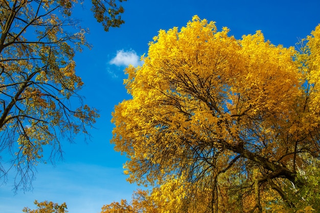 Corona de otoño árbol con hojas amarillas contra el cielo azul