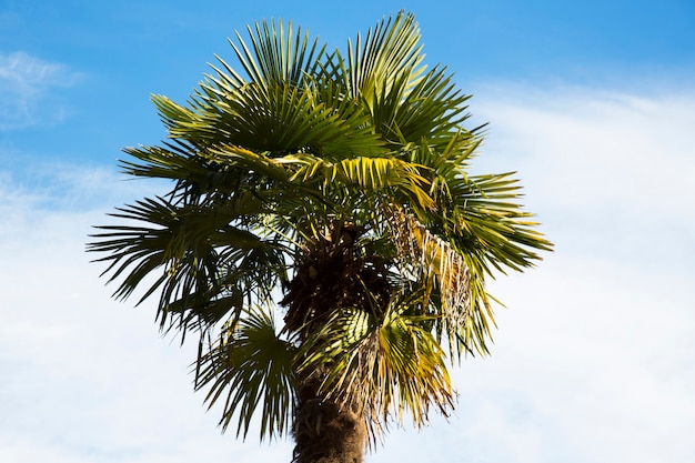 La corona de una palmera contra un cielo azul. El concepto de vacaciones en países tropicales, vacaciones junto al mar.