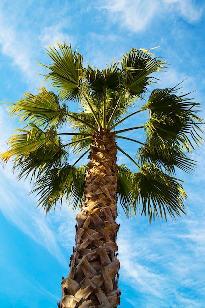 la corona de una palmera contra un cielo azul