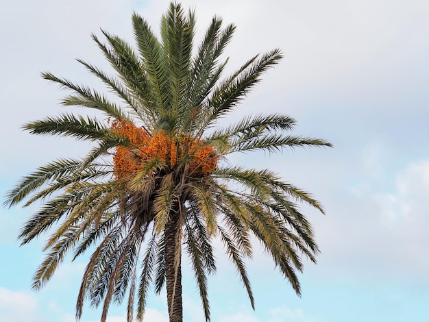 Corona de una palmera datilera alta contra un cielo azul