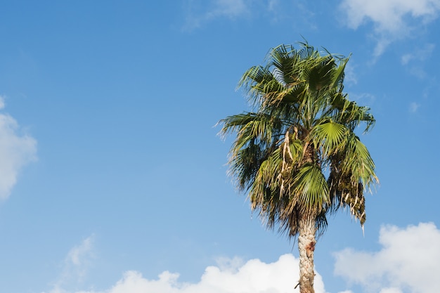 Corona de palmeras tropicales contra un cielo azul con nubes