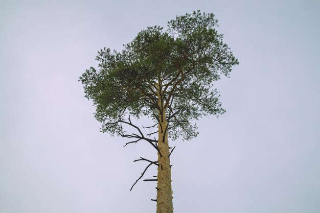 La corona de un pino alto y esponjoso contra el fondo de un cielo de invierno durante el día