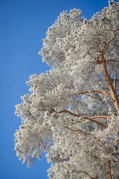 Foto corona de pino en la nieve en un día soleado