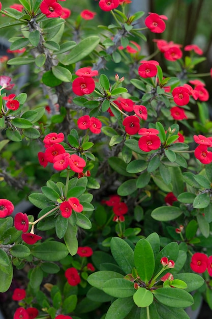 Foto la corona roja de espinas o euphorbia milli en el jardín