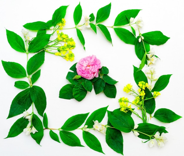 Corona de rosa de té rosa, flores y hojas de jazmín y flores de campo amarillas sobre fondo blanco. Endecha plana.