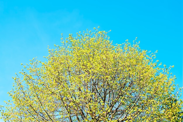 Corona superior del fondo del árbol sping