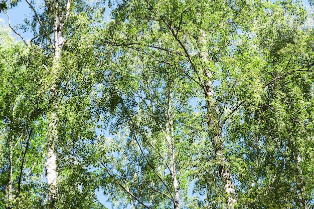 Coronas de abedules en el bosque en verano