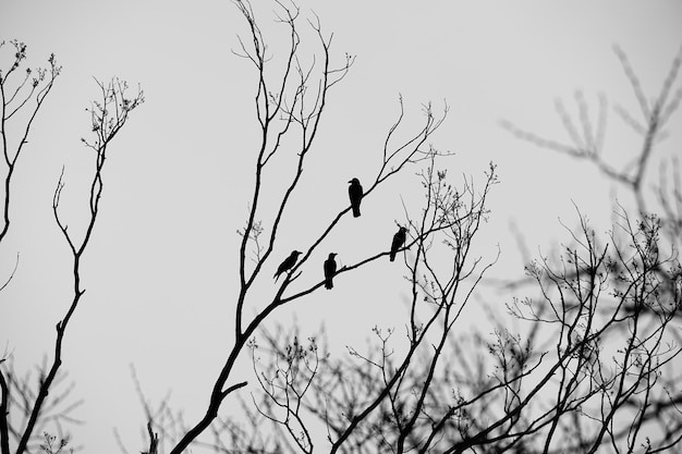 coronas en un arbol